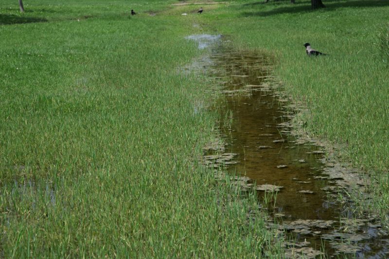 Upgrade The Visual Appeal of your Property With Professional Soggy Yard Repair Service!